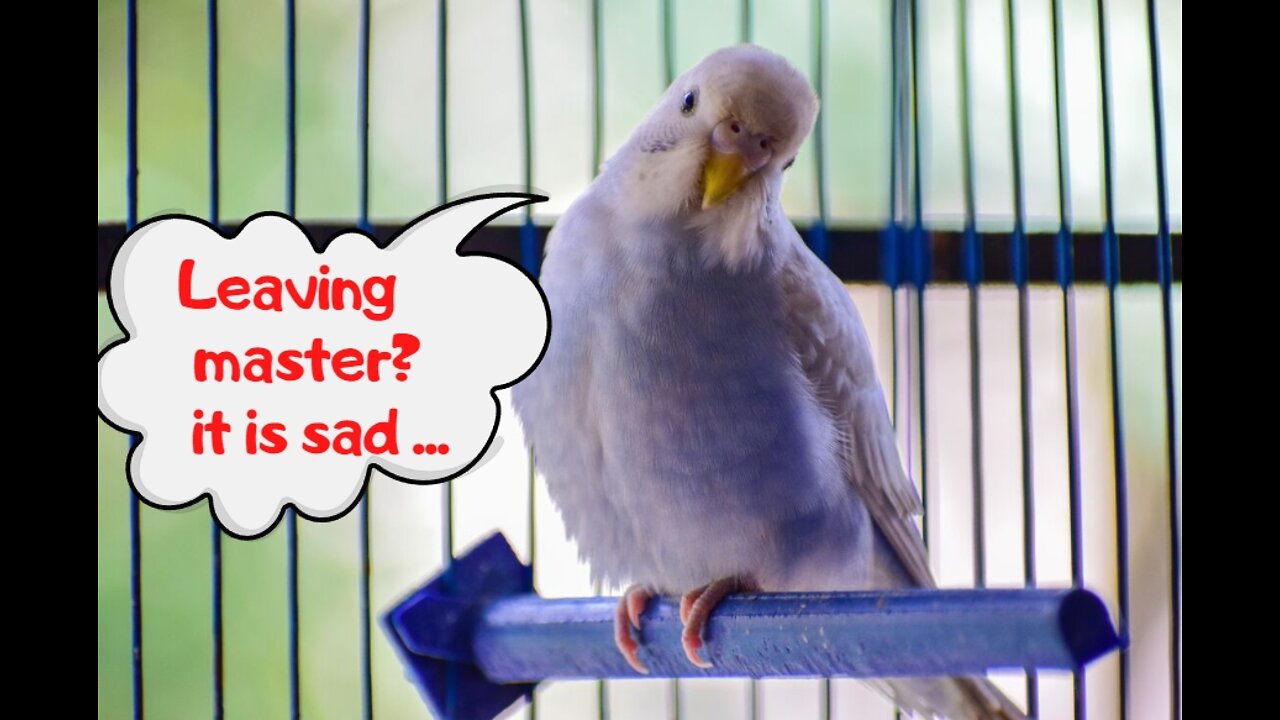 Touching scene with parrots. The parrots say goodbye with a knowing gesture