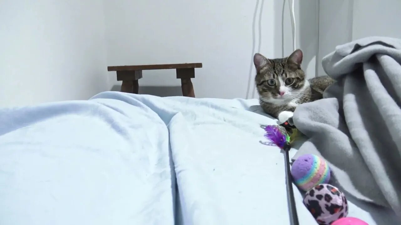 Cute Little Cat Plays in Bed