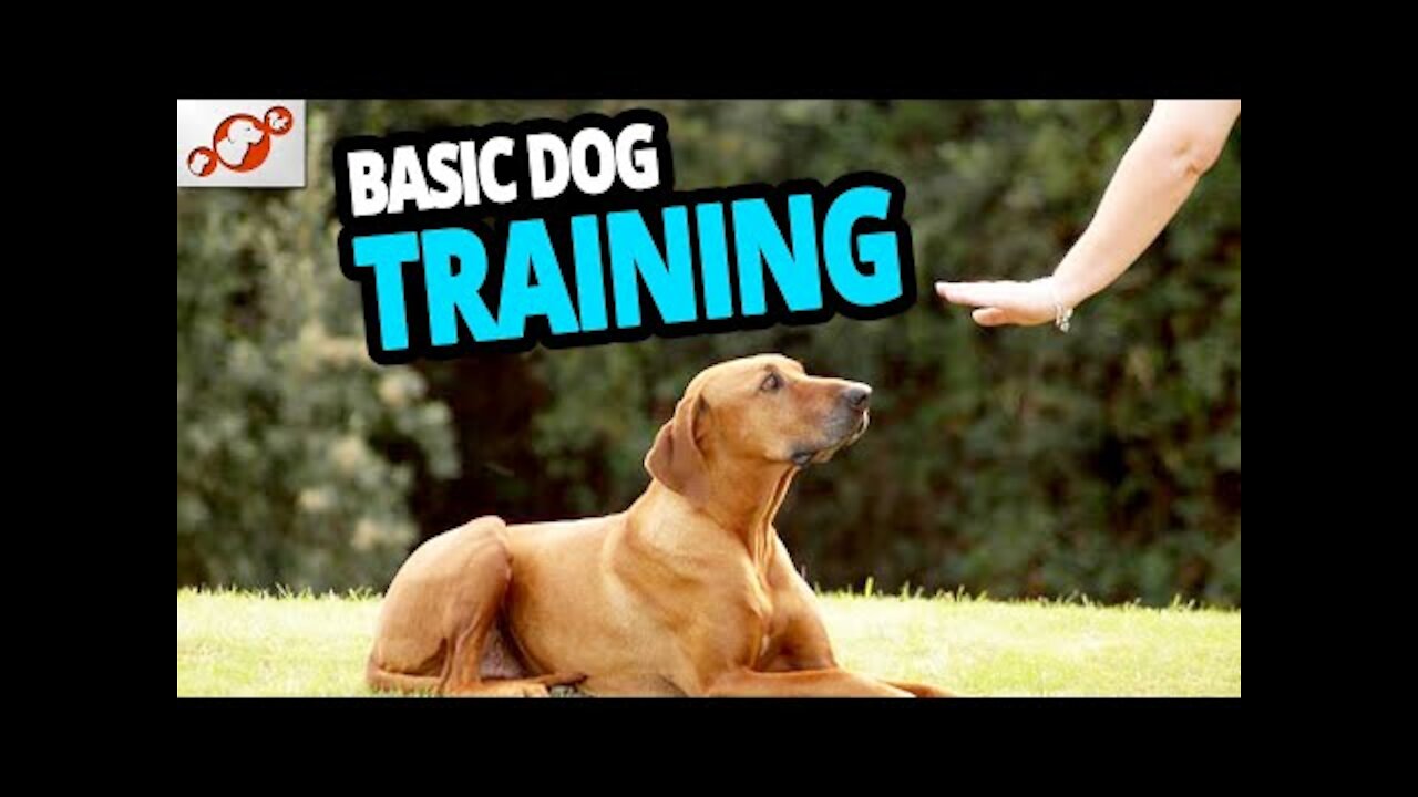 TOP 10 Basic Commands For Dog Training