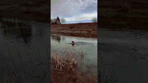 Don't fly away. I just want to play with you.