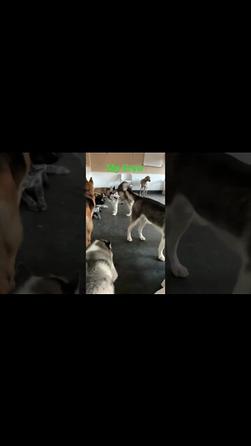 [Shorts 0103] MY CREW [#dogs #doggos #doggies #puppies #dogdaycare]