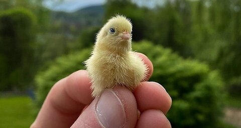 Daily Happy Video (16) - Baby Birds The Size Of Bottlecaps Follow Their Human!! ;)