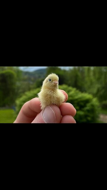 Daily Happy Video (16) - Baby Birds The Size Of Bottlecaps Follow Their Human!! ;)