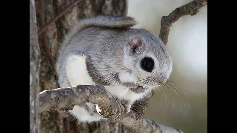 Adorable Japanese Dwarf Flying Squirrel Glides through the Forest