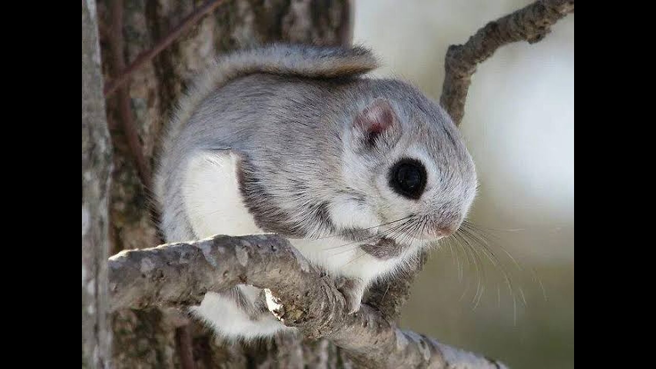 Adorable Japanese Dwarf Flying Squirrel Glides through the Forest