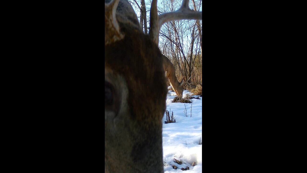 Bucks Enjoying The Mild Winter