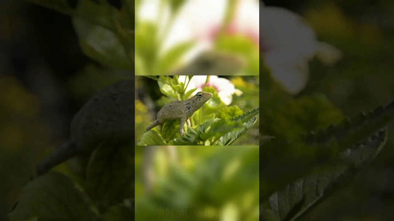 Jahrila chipkali #naturefuture