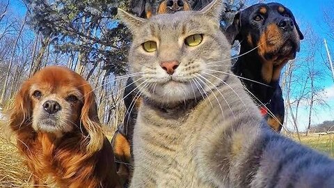 Funny Animal Videos - Funny Cat And Dog