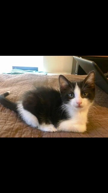 Nocturnal feline JACK with the white tip on his tail!