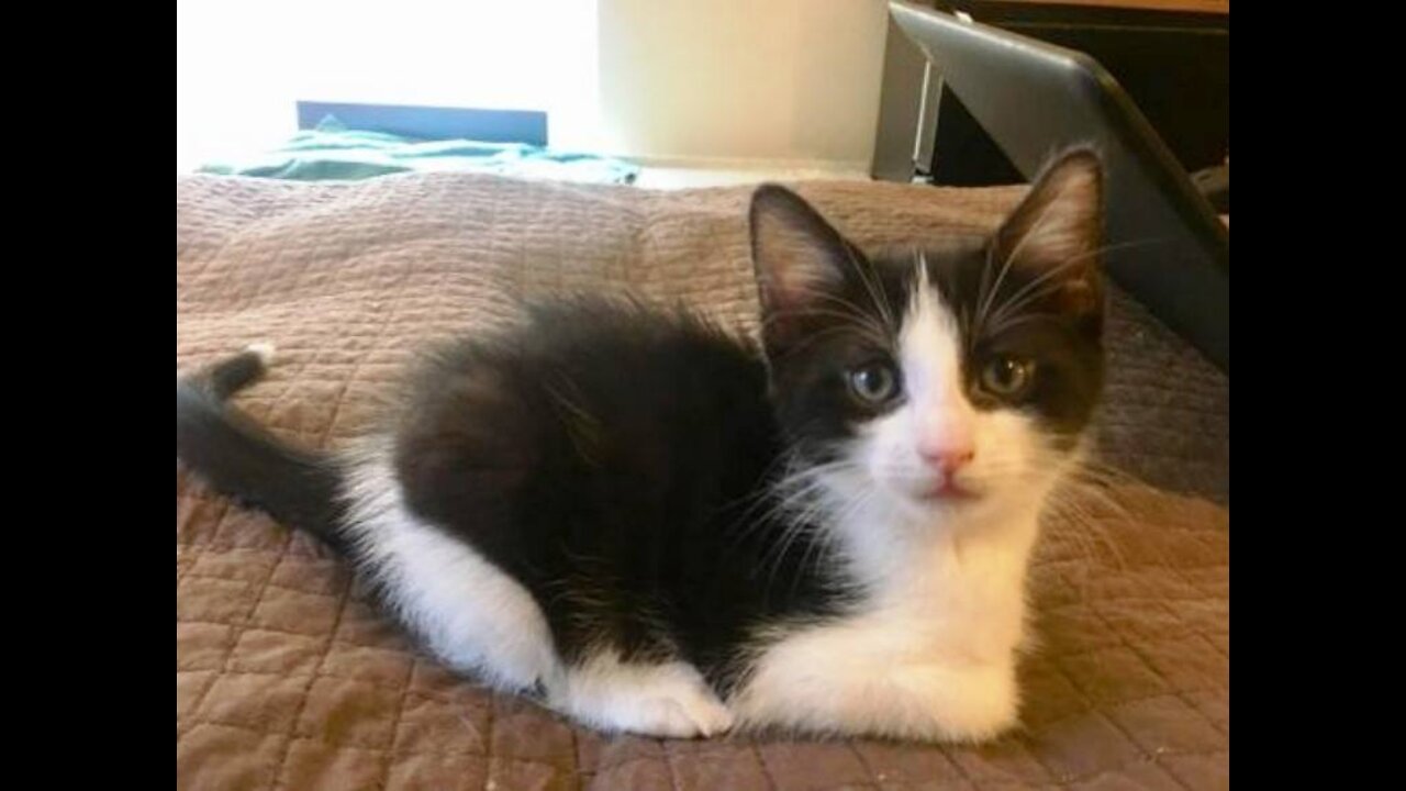 Nocturnal feline JACK with the white tip on his tail!