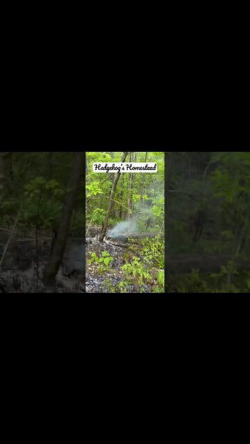 Fire in the woods #hedgehogshomestead