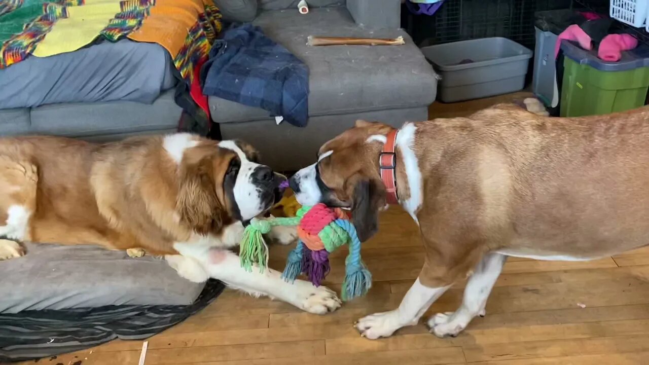 Tug of war St. Bernard be Great Dane- Walter uses his weight