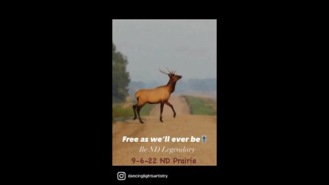 Free as we’ll ever be🎚
