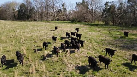 Storm cleanup continues & we try to keep the cattle contained as we race to patch the damaged fences