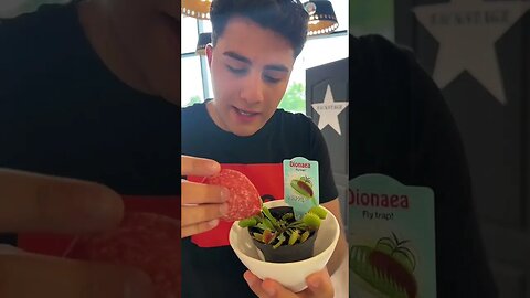 HRANESC PLANTA CARNOVORA CU SALAM #oguritamica #mancaciosul #mancare #romania #food