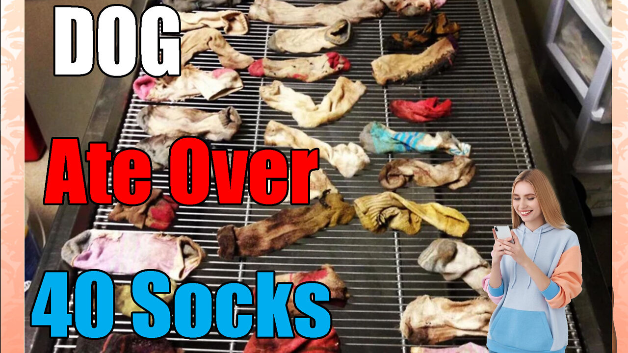 The Time a Dog🐕 ate over 40 Socks🧦