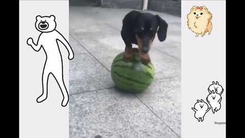 Funny puppy🐩🐕 #shorts