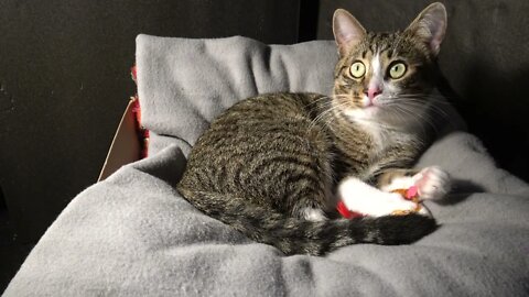 Kitten Grooms a Toy