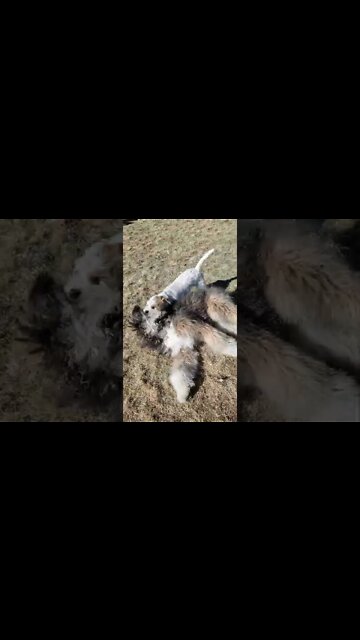 Ares and Bernese doodle