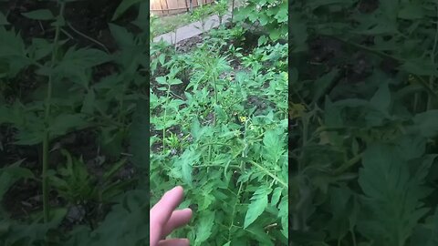 Making a 🍅 Trellis