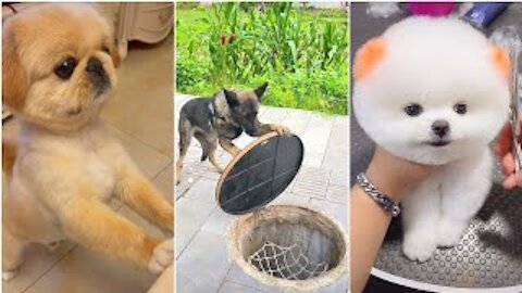 Cute and Funny Dog Videos Compilation,🐕🐕