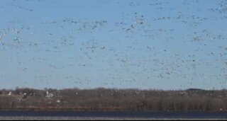 Migliaia di oche sorvolano il fiume Mississippi