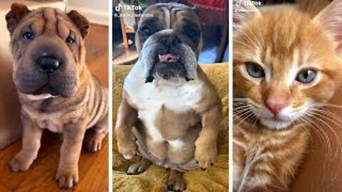 Funny Animals Video - Best Cats😹 and Dogs🐶 Videos of the Month 2022!