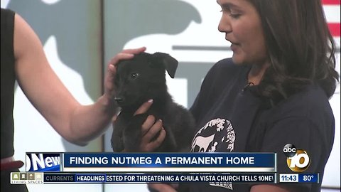 Pet of the Week: Nutmeg