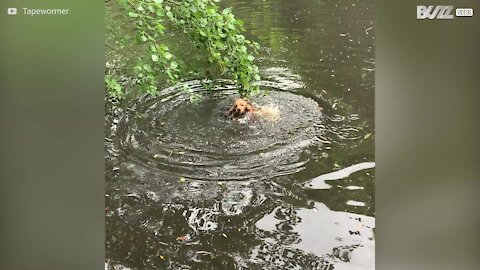 Ce chien rapporte une branche d'arbre par erreur