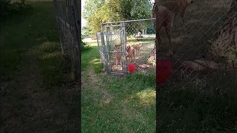 3 doggos in jail. Skunk related