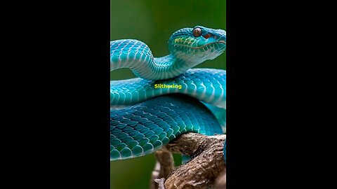 Snake's Facts 🐍🐍🐍