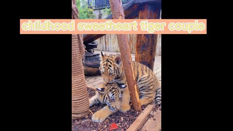 Nature animal tiger, a leisurely little life every day