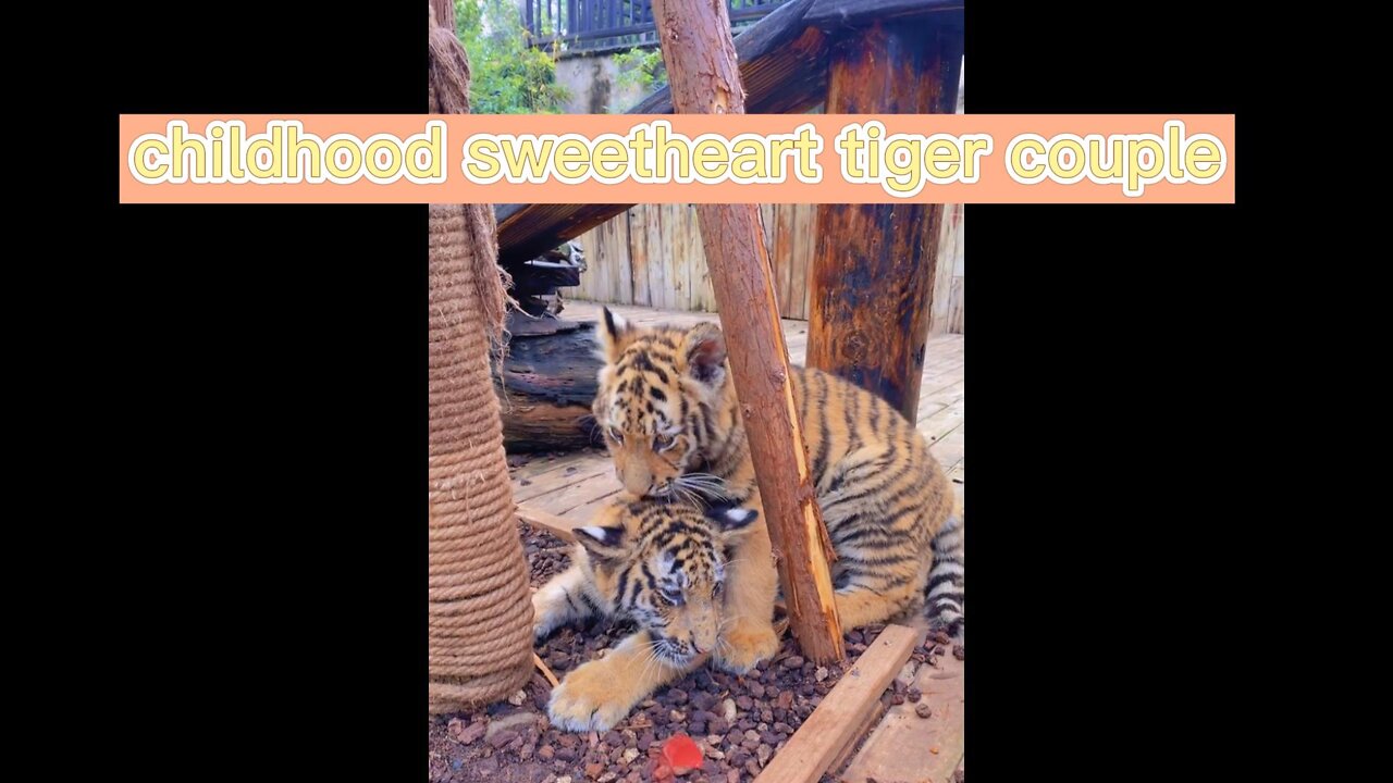 Nature animal tiger, a leisurely little life every day