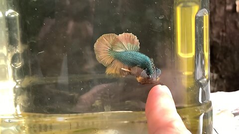 HMPK Copper gold betta
