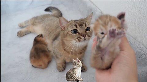 Funny videos of cats and kittensfunny animal videos|cute animal videos|dog and