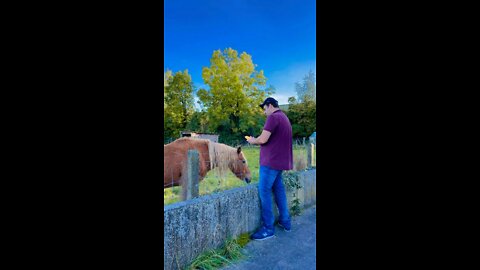 feeding the horse