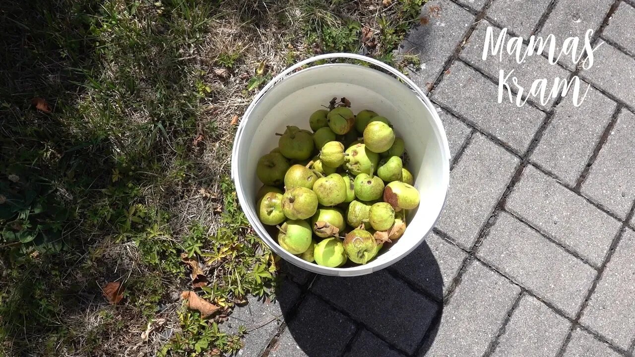 Mom's Diary, July 18th to 22nd - Weevil strikes, fallen apples, seed harvesting