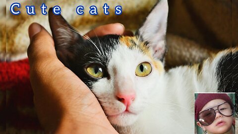 30 moment of big Cats hunting wildwow ❤#animals #cat#cute# cat videos #cat tv🐈🐅🐆🐕🐎🐺
