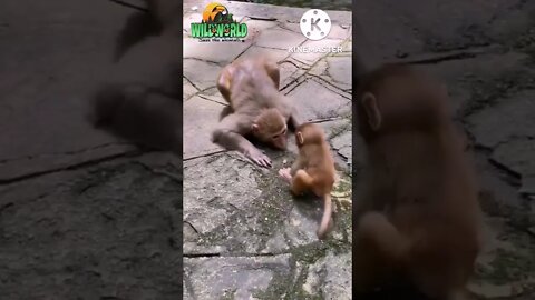 #monkey
