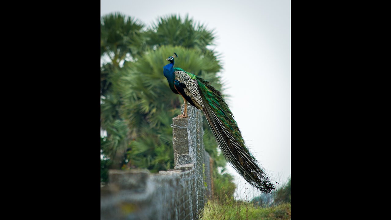 kinna sohna tenu rab ne | song | naturecutepets