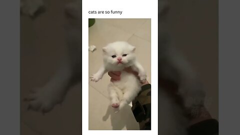 Funny Cats Video🤣🤣 !! ~ PodWell Shorts #shorts #funny #cat #catfunnyvideo #podwellshorts