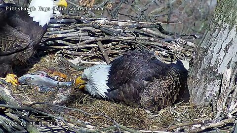 Hays Eagles Dad brings Big Fish into Nest to Feed H19 H20 33023 11:11am