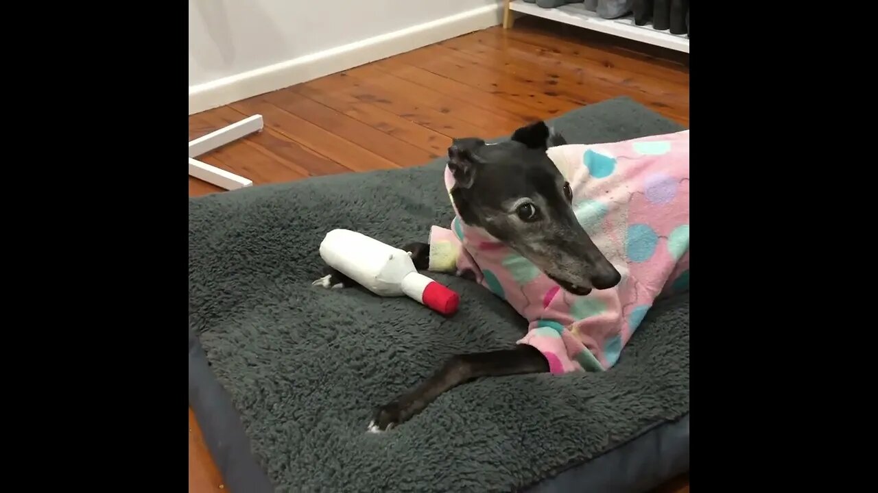 Elsa the disabled greyhound needs a cuddle 🥰
