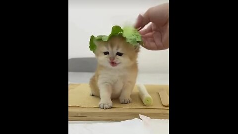 You misunderstand 4 cat behaviours
