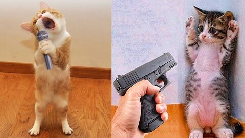 Cat and Dog Gun shoot funny video