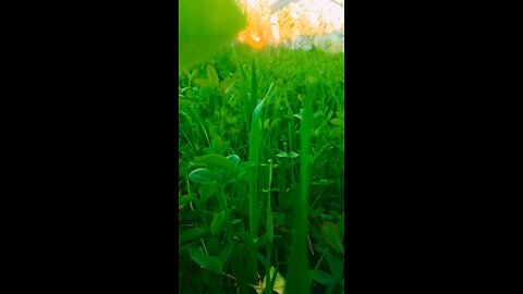 new video doc new. video chal pind geda Laya 2024