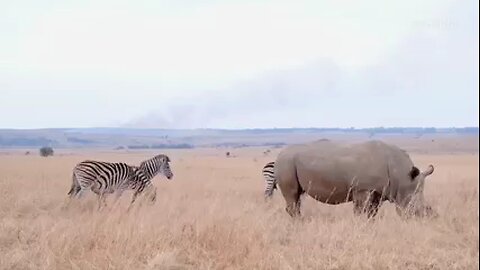 animals documentary