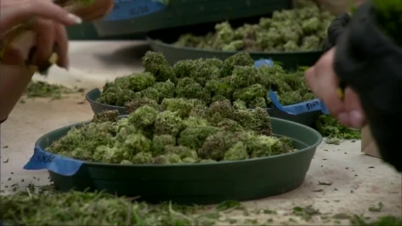 New York State Department of Health wants to make it easier for patients to get marijuana