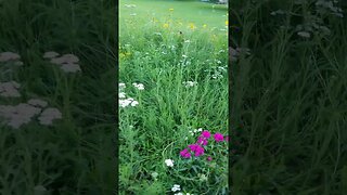 Royal Botanic Garden Sydney Part 3