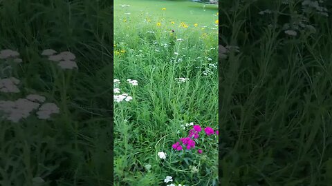 Royal Botanic Garden Sydney Part 3